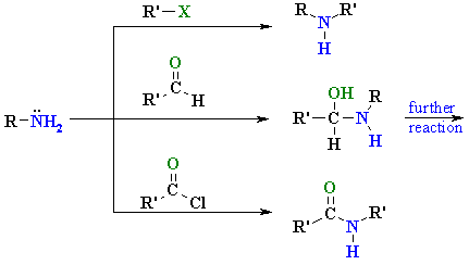 reactions of amine with common electrophiles