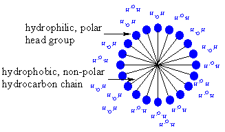 schematic diagram of a micelle