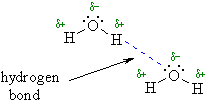 a hydrogen bond between water molecules