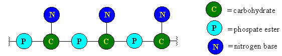 schematic diagram of a fragment of a nucleic acid