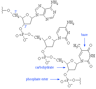 part of a polynucleotide