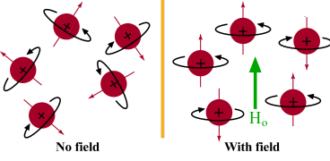 effect of an applied magnetic field on nuclear spins