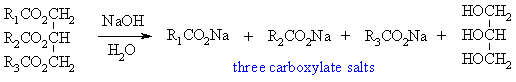 hydrolysis of triglycerides