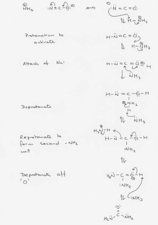 Mechanism of urea formation