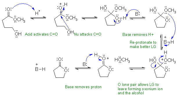 Cyclic Ester Hydrolysis Mechanism